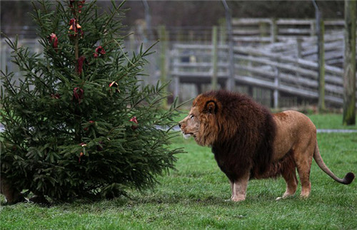 320名圣诞老人集体冲浪？八一八圣诞节奇闻趣事